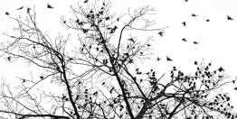 La fe en la provisión de Dios (Jeremías 8-16)